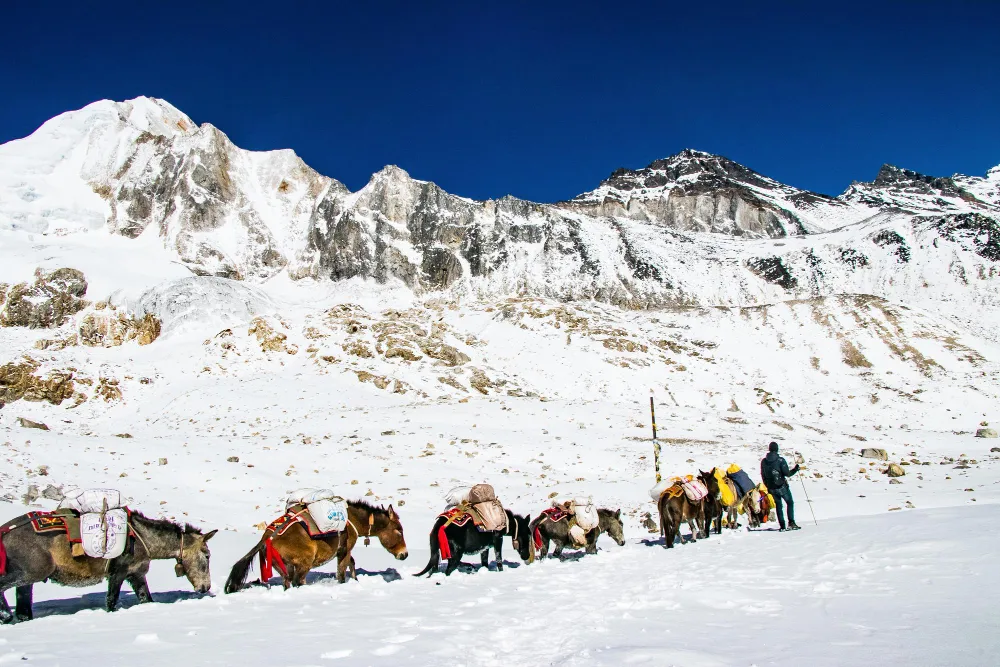 Manaslu Circuit Trek Cost 2026: Complete Budget Breakdown Per Person
