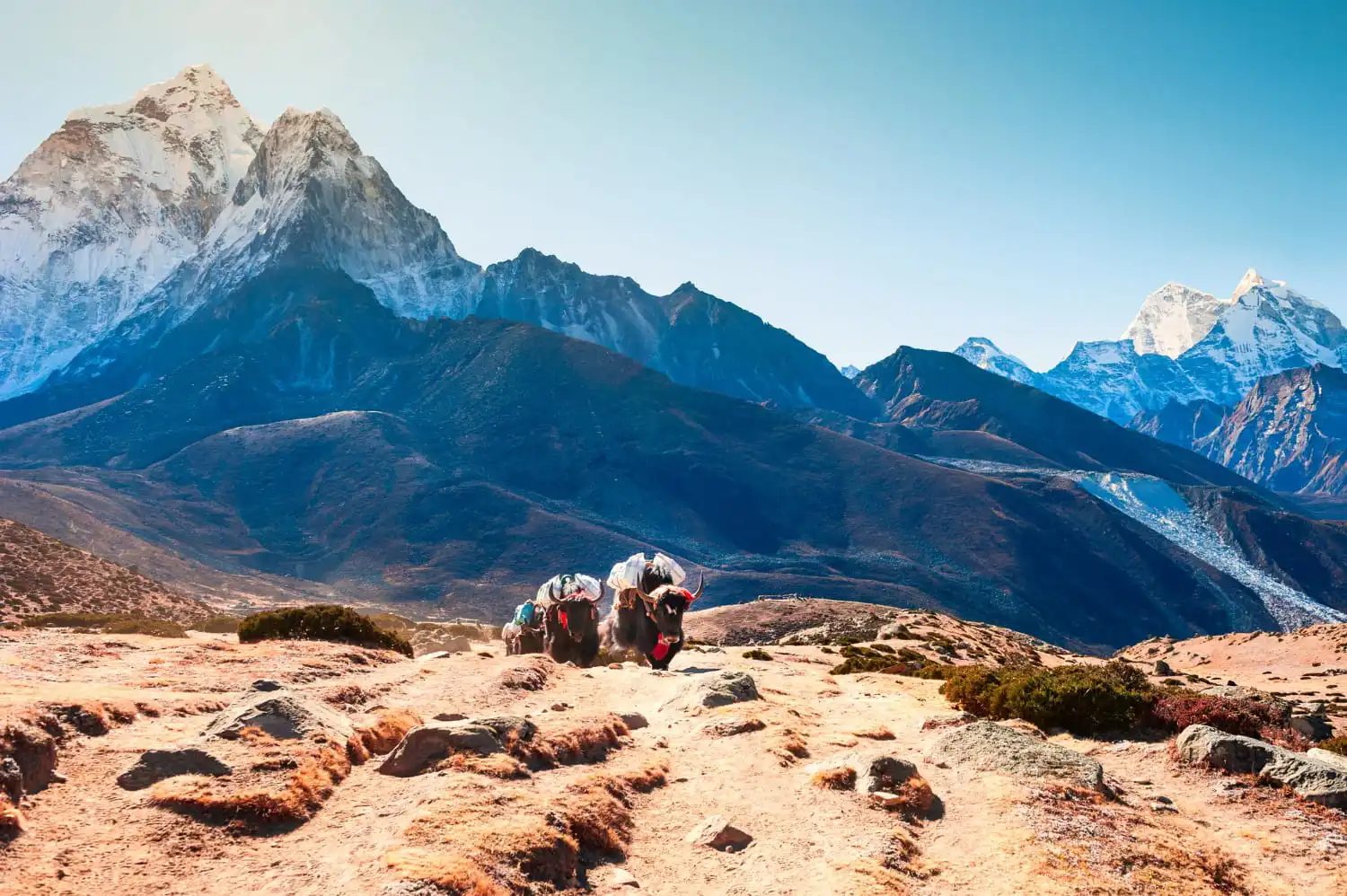 everest-base-camp-trek-cost-yak-trail-khumbu-nepal.webp